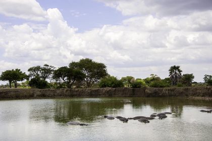The hippos in Mikumi National Park of Tanzania.